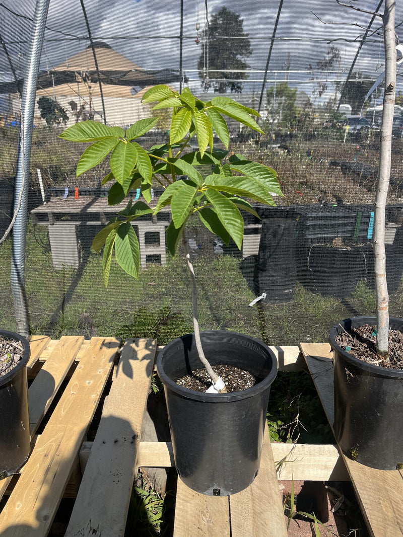 Load image into Gallery viewer, California Buckeye 3 Plant Special (5gal)
