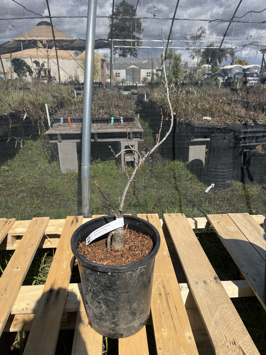 Northern CA Black Walnut 3 Plant Special (5gal)