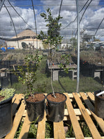 Coast Live Oak (5gal)