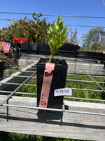 Loveage- 5 plant special