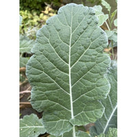 Michigan Tree Collard Clone (the most cold hardy)