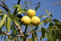 Northern CA Black Walnut 3 Plant Special (5gal)