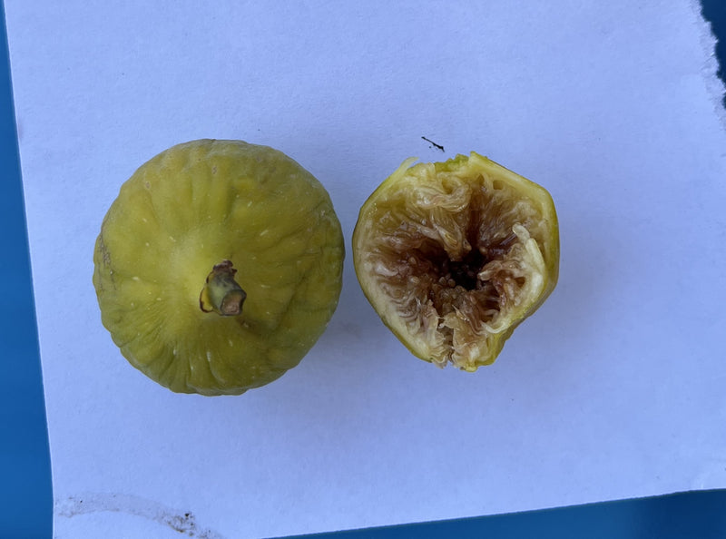 Load image into Gallery viewer, LSU Gold Fig
