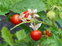 Litchi Tomato