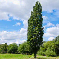 Lombardy Poplar