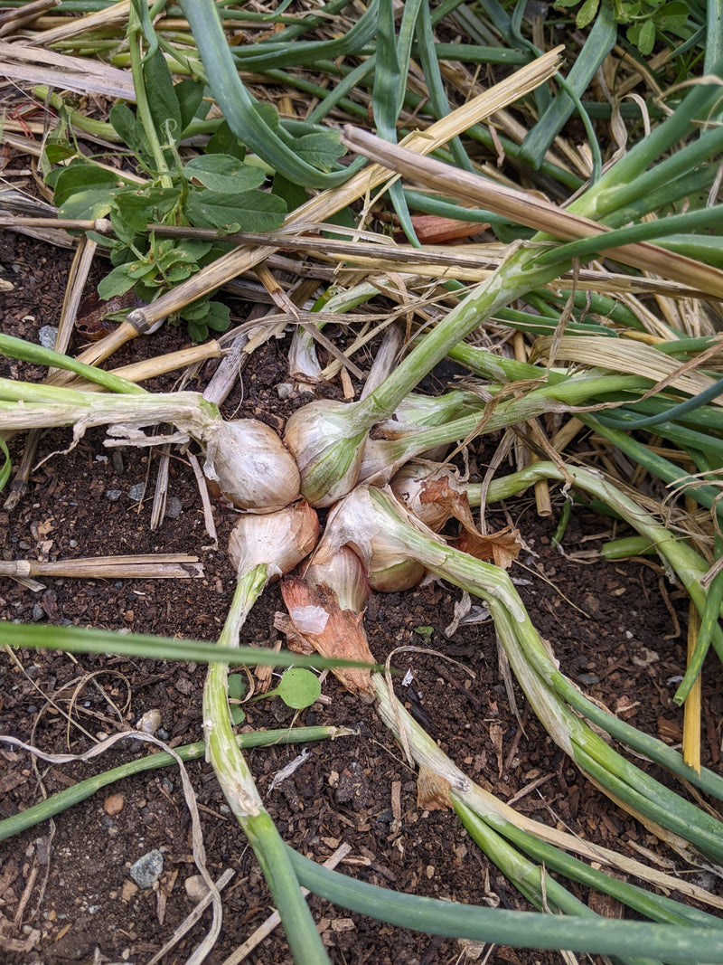 Load image into Gallery viewer, I&#39;Itoi Perennial Bunching Onion (multiplier)
