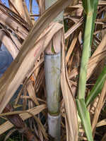 Lemon-Lime Sugarcane (AKA San Diego Yellow)