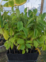 Cherimoya Seedling 3x9 in tree band