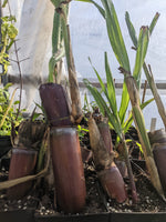 Blue Ribbon Sugarcane