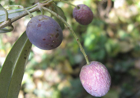 Picholine Olive