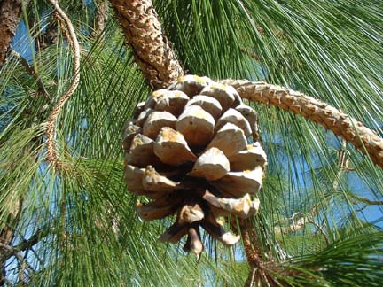 Load image into Gallery viewer, Himalayan Stone Pine (Pinus roxburghii)
