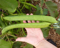 Jack Bean - Canavalia ensiformis (Perennial)