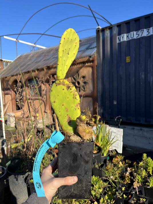 Desert Green Prickly Pear