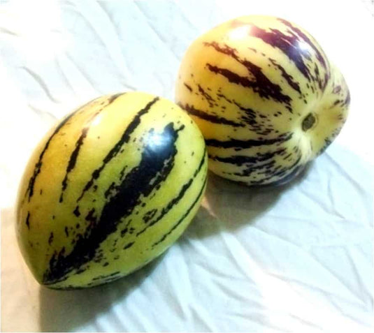 Pepino Dulce "Kendal Gold"