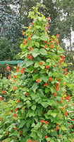 Scarlet Empress Runner Bean (perennial)