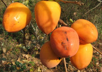 Saijo Persimmon