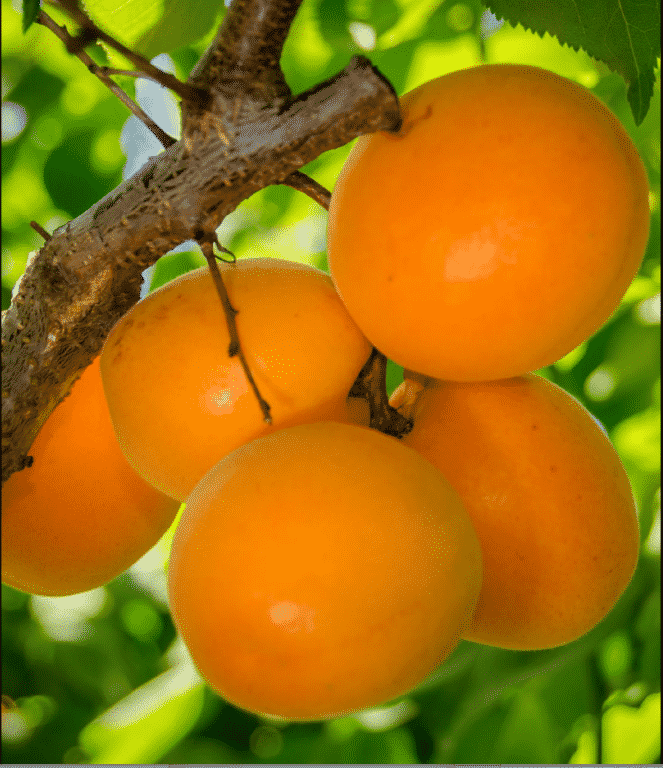 Load image into Gallery viewer, Moorpark Apricot
