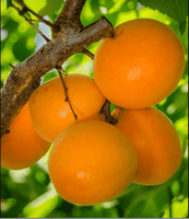 Moorpark Apricot