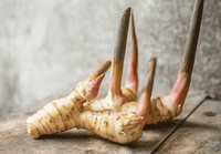 Greater Galangal