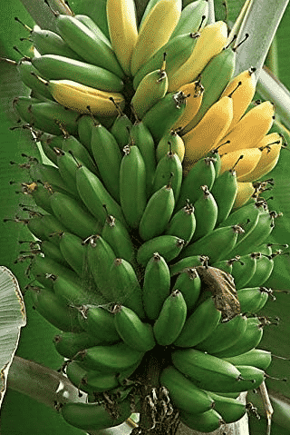 Dwarf Green Banana