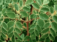 Dwarf Moringa (rare)