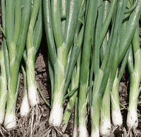 White Welsh/Ishikura Bunching Onion