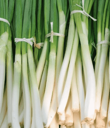 Load image into Gallery viewer, HeshiKo Japanese Perennial Bunching Onion
