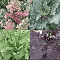 Homesteader's Kaleidoscopic Perennial Kale Grex