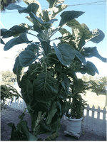 Giant Green Leaf Tree Collard