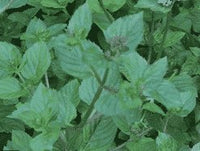 Basil Mint