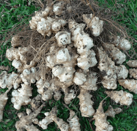 Early Dwarf Sunray Sunchokes