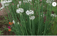 Garlic Chives