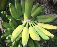 Dwarf Orinoco Cold Hardy Banana