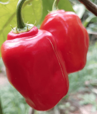 Montufar Rocoto Perennial Pepper