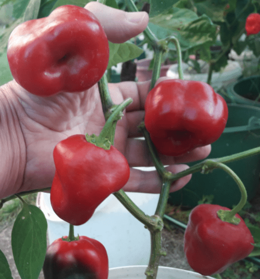 Giant Ecaudorian Red Rocoto Perennial Pepper