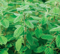 Za'atar Oregano