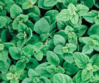 Greek Oregano