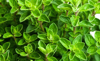 Italian Oregano