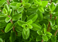 Sweet Marjoram