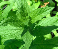 Grandmother's Mint