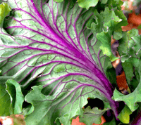 Ruffled Purple Tree Collard