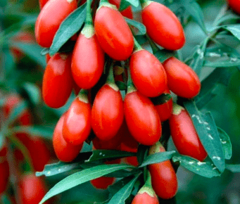 Red Goji Seedlings (Lycium barbarum)