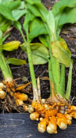 Turmeric