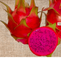 Halley's Comet Dragon Fruit