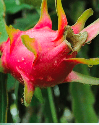 Dragon Fruit ZX – Planting Justice
