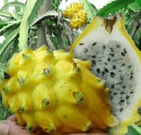 Yellow Dragon Fruit