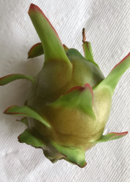 Bruni Green Dragon Fruit