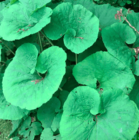 Fuki (Petasites japonicus)