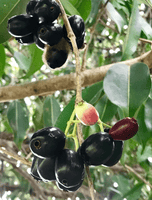 Java Plum