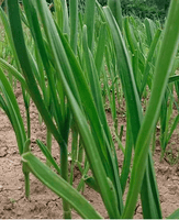 Afghan Gandana Perennial Leek